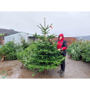 Normandská jedľa (Abies Nordmanniana) - výška 220-250 cm, rezaná 1. TRIEDA